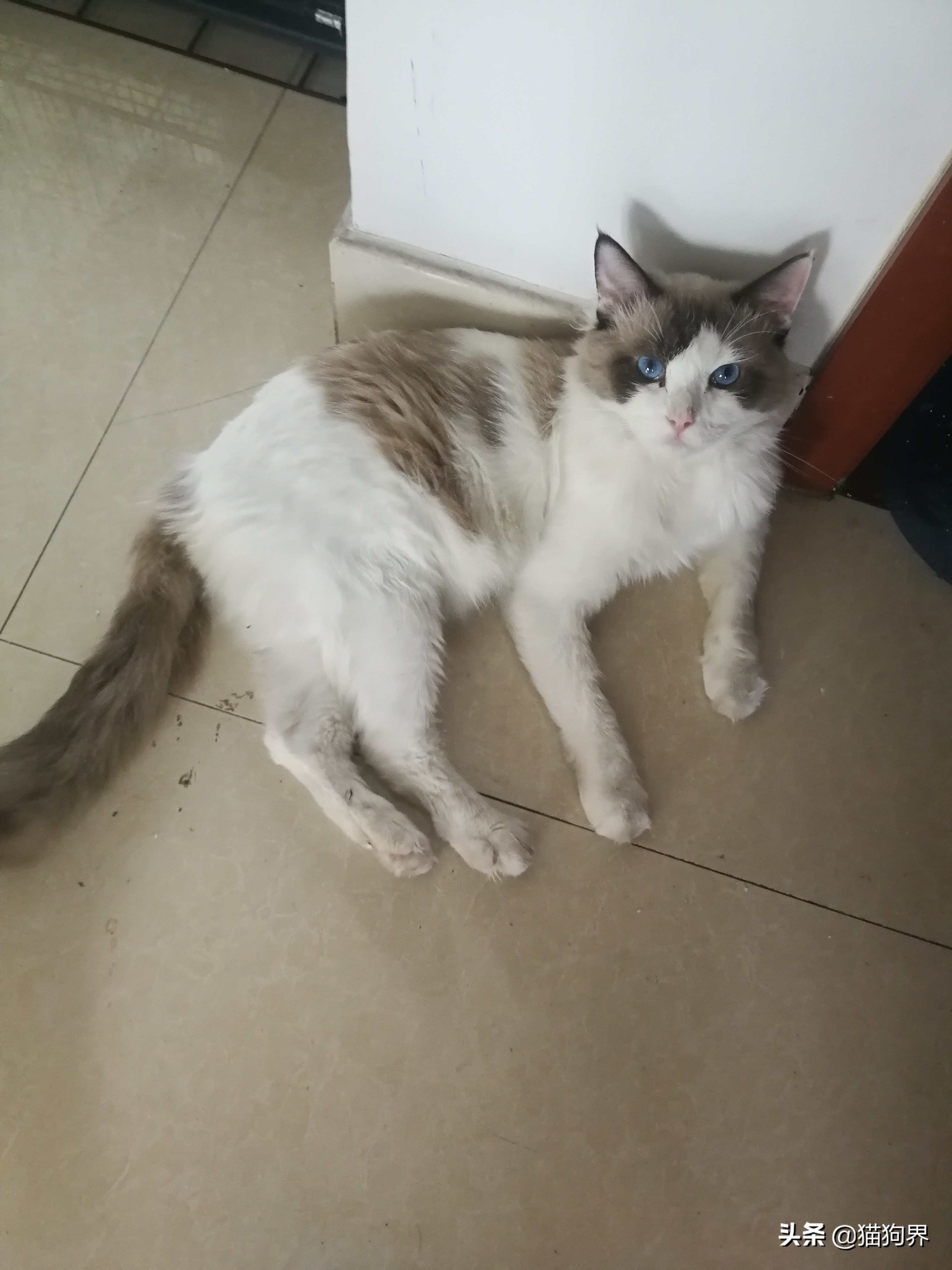 猫咪有几种症状说明它要去喵星了 (猫咪大明星如何护理)