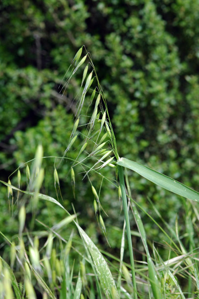 野燕麦，小孩子喜欢拿种子上的麦芒玩