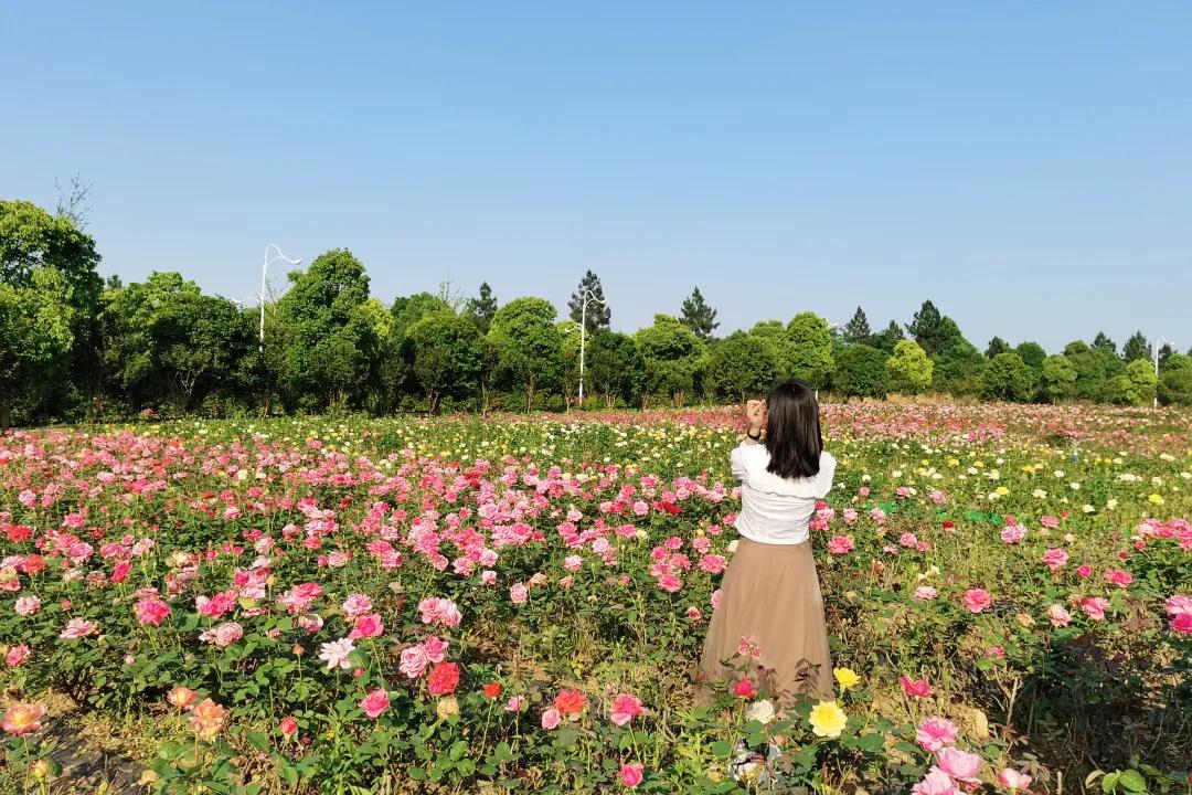 万亩花海游玩,湿地公园网红打卡地花海