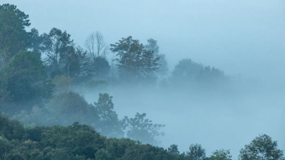 泰国西双版纳旅行,西双版纳基诺山热带雨林徒步