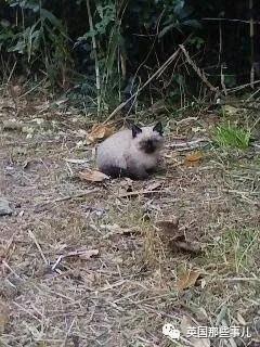 养暹罗等于养好几种猫,重庆暹罗猫变黑了还能白回来吗