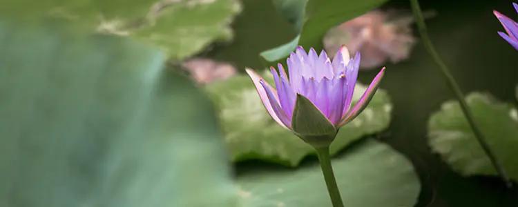 清新而优雅的香味,书香清雅入骨许你气质绝尘