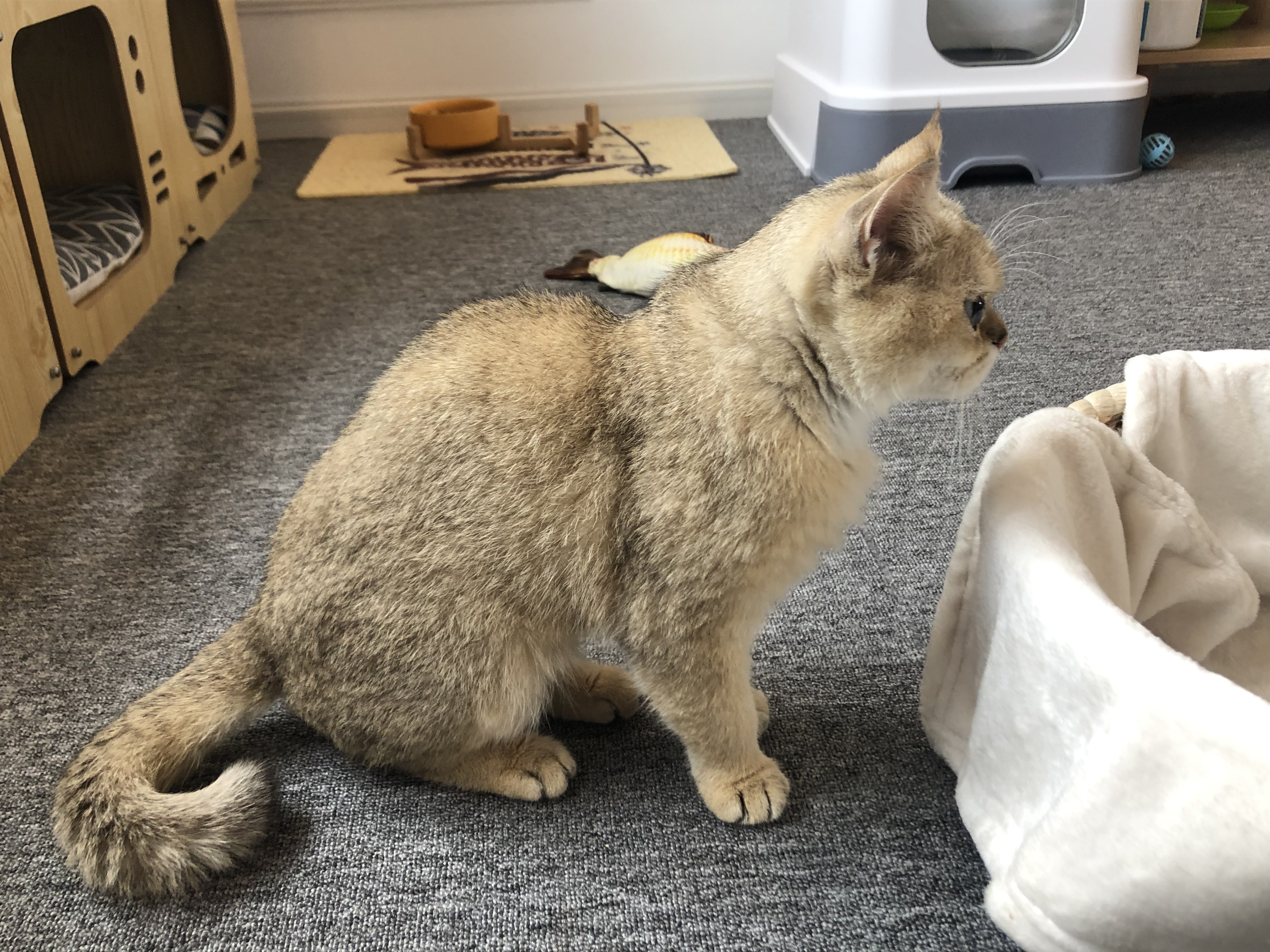 新手养猫注意事项和安全,室内养猫十大忌及忌讳