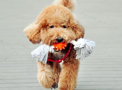 羊奶粉能给狗狗补充营养吗,羊奶粉对生病狗狗的好处和功效