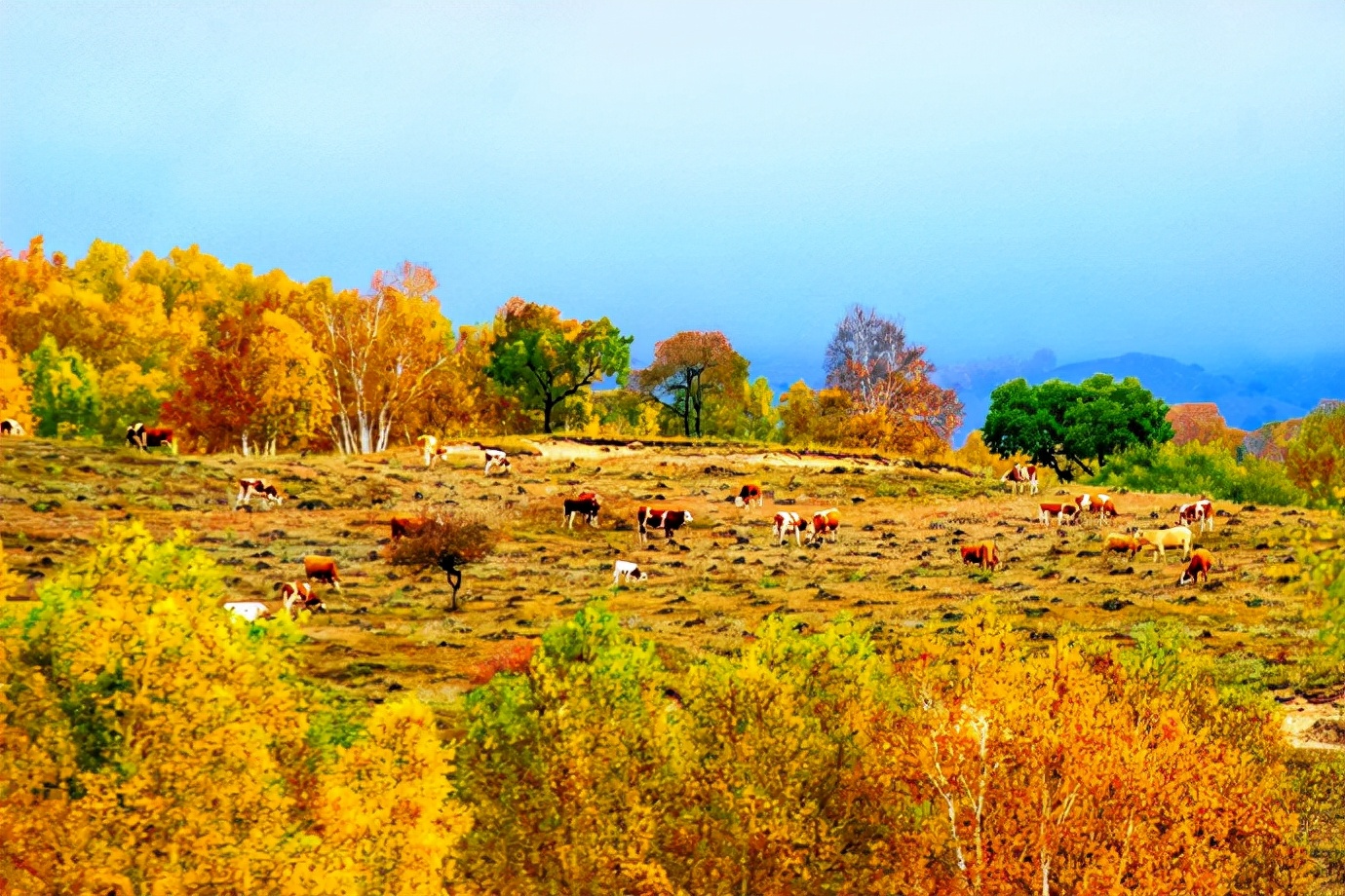 秋季最美的白桦林风景,坝上草原白桦林秋色图片