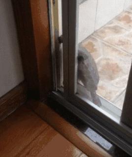 搞笑gif趣图妹子快现出原形吧,搞笑gif妹子你这发型挺别致