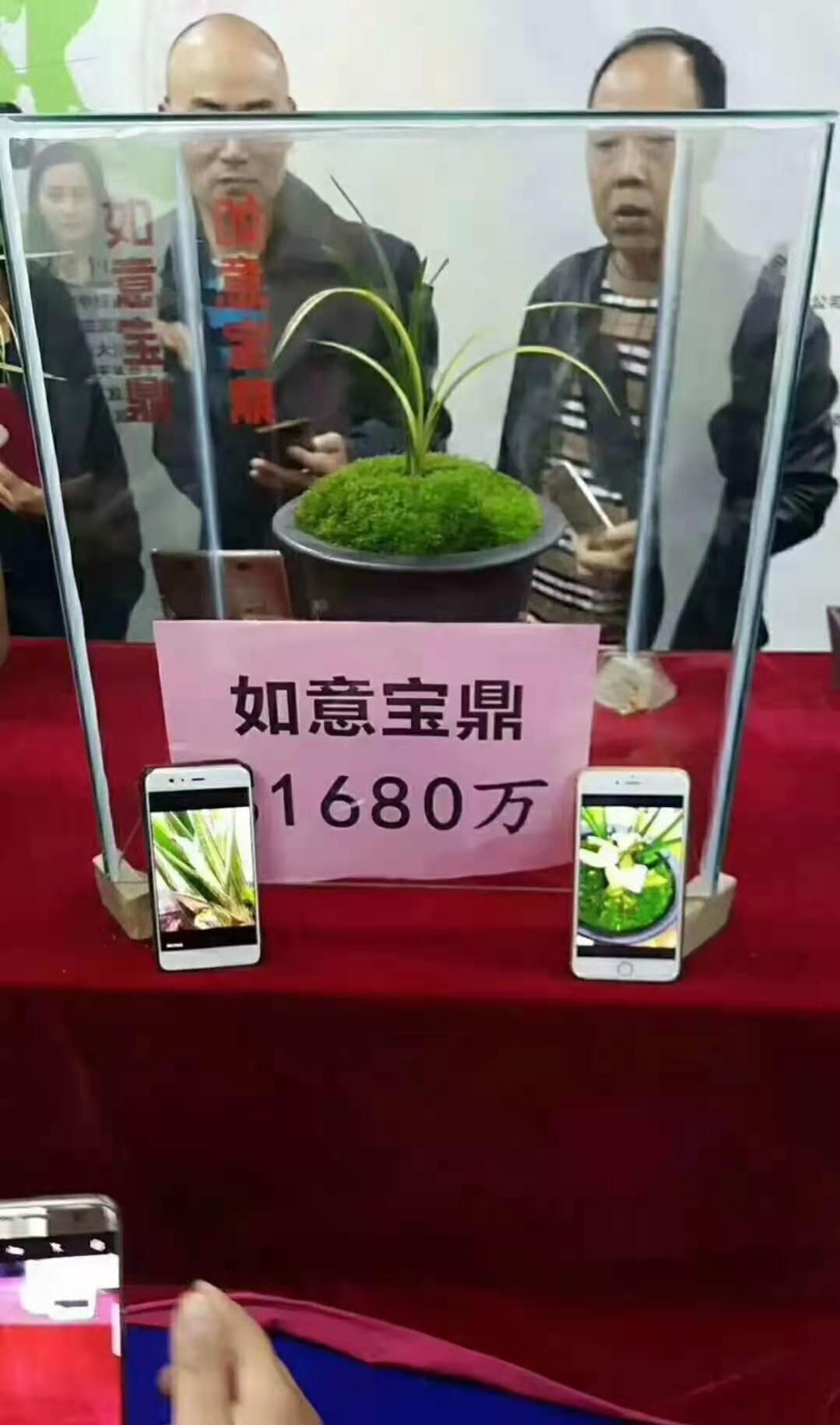 四川艺兰品鉴会上一盆标价高达1680万春剑多艺，曾轰动整个兰界