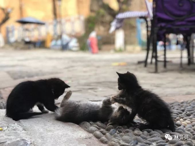 15天快速减肥10斤懒人,摩洛哥12天瘦5斤减肥成功案例