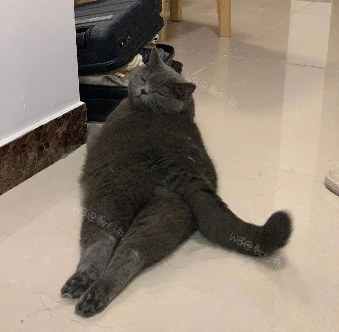 猫是只好猫，可被网友恶整后…哈哈哈没脸见人了