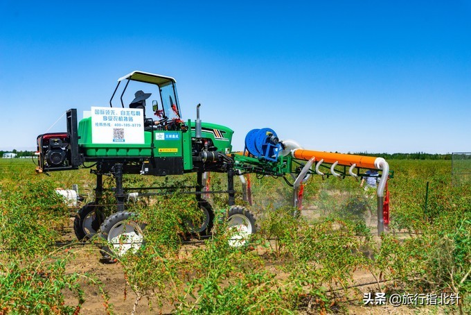 美丽青海，秋收的季节都兰红了，爆汁鲜甜的枸杞有小拇指大小