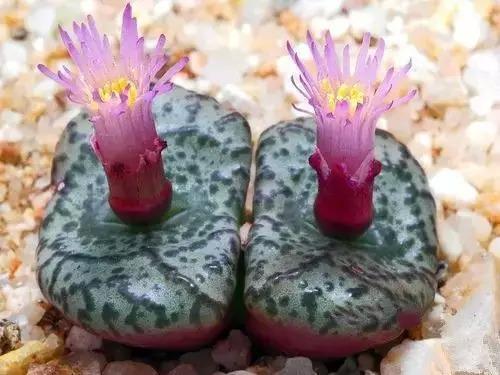 多肉植物为什么不能长大,多肉开花不结果是什么原因