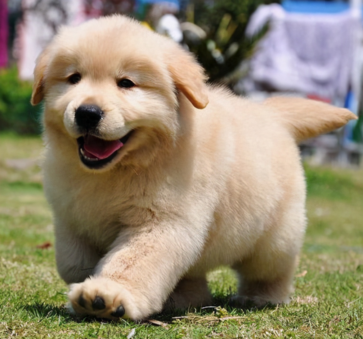 怎样给狗狗取名字更有意义,狗狗取名叫黄瓜