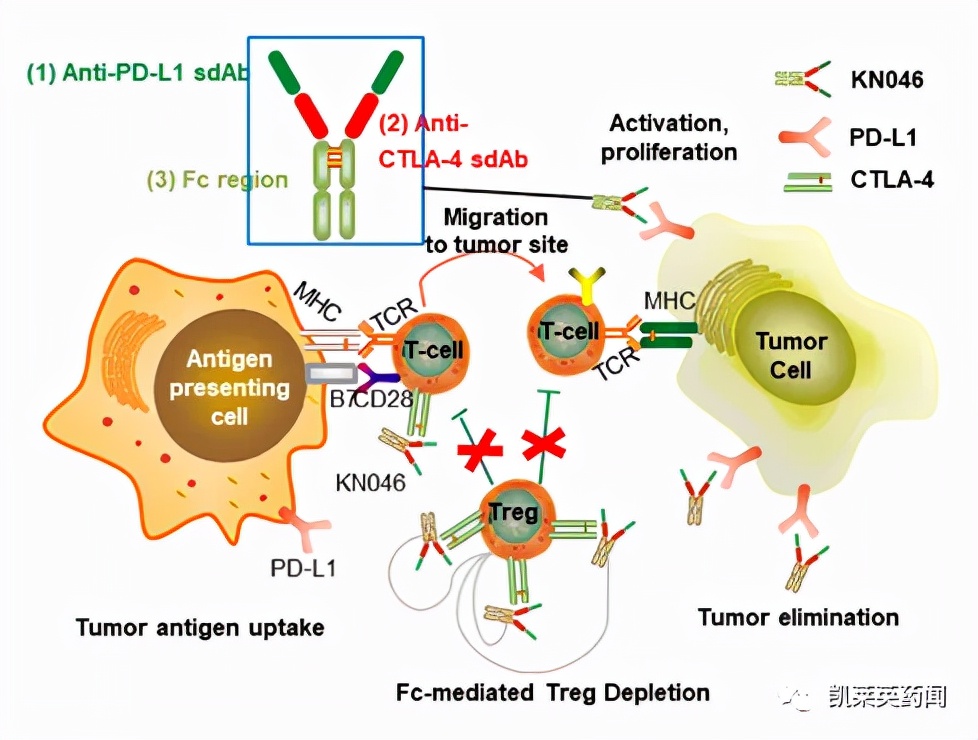 CTLA-4与免疫治疗,ctla-4介导的免疫治疗原理是什么