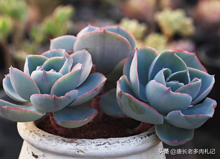 有一种神秘的多肉叫达芬奇密码，它的叶片卷卷的，出状态则仙仙的