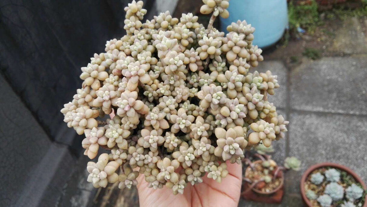 姬秋丽多肉怎么分枝移栽,多肉姬秋丽徒长了怎么办