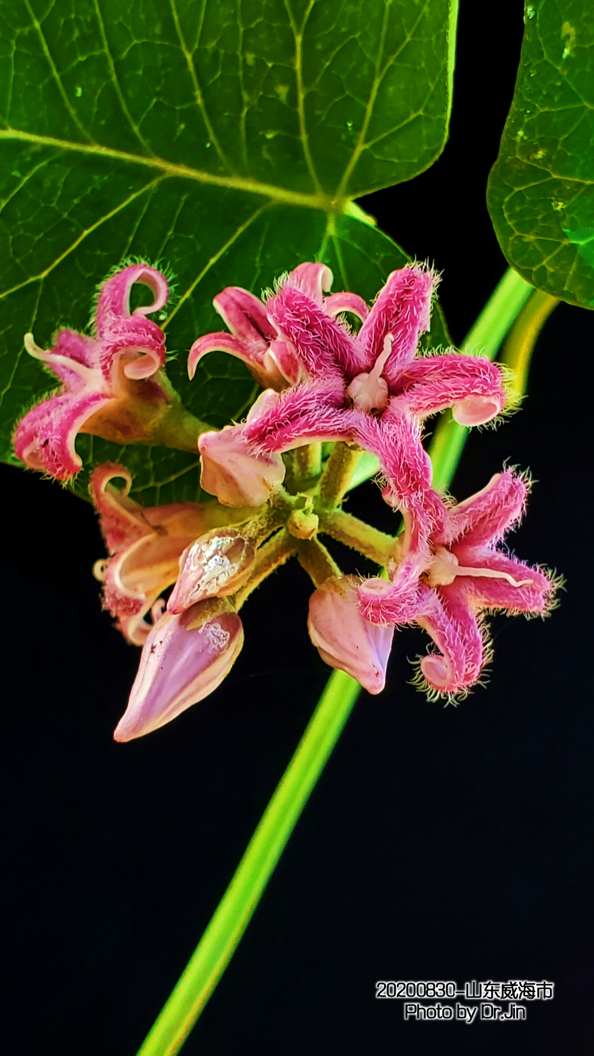 金行博览：补虚劳，益精气-萝藦