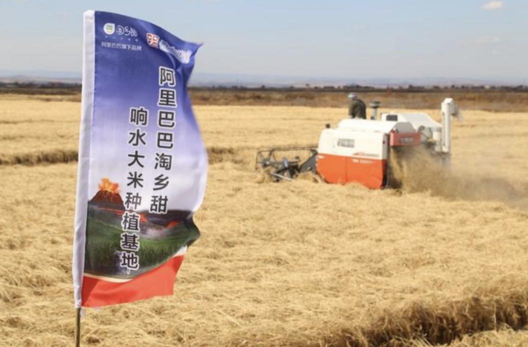 日本大米就一定比中国大米好吗,为啥都说日本大米比中国大米好吃