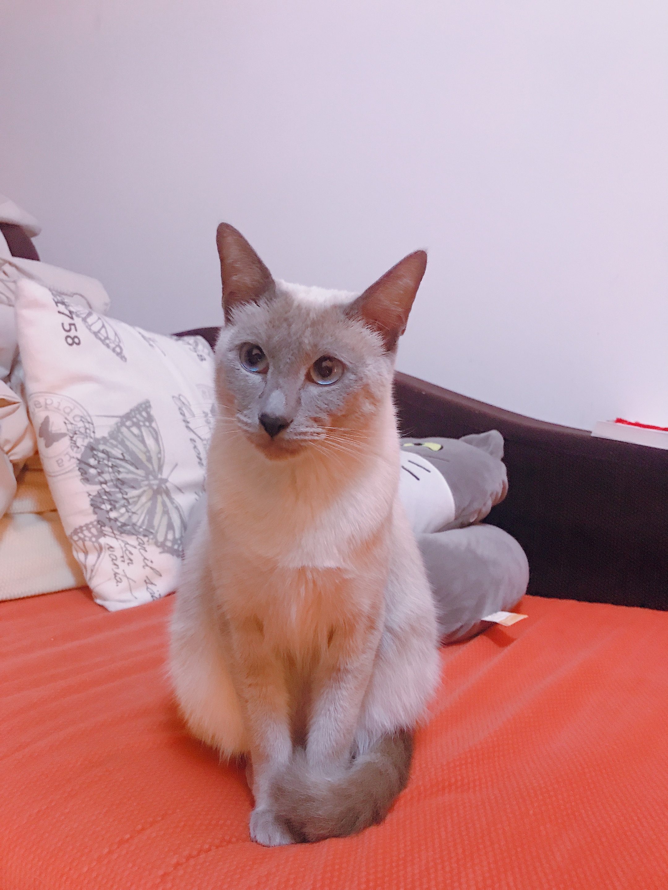 资深猫奴注意事项,猫奴都应该做什么