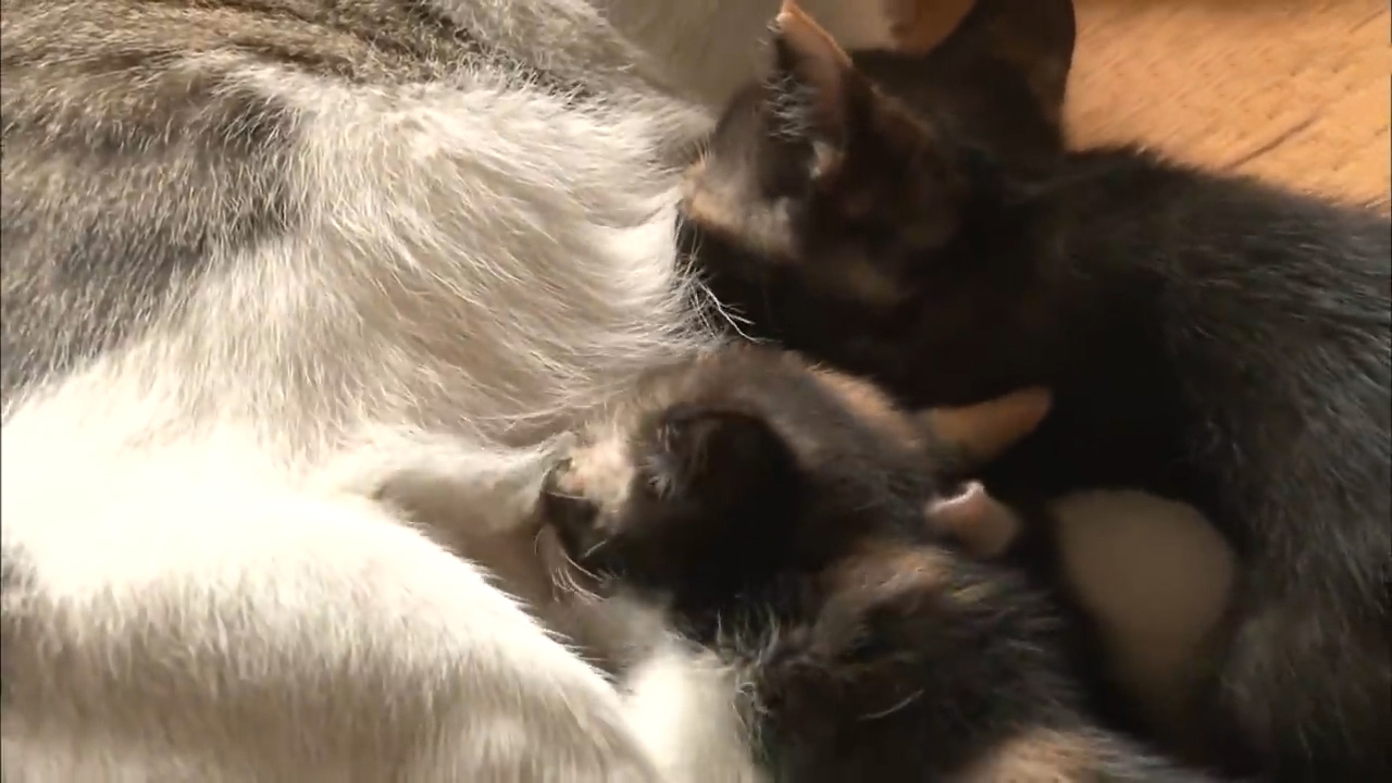 比格犬幼崽被打,比格犬咬猫咪