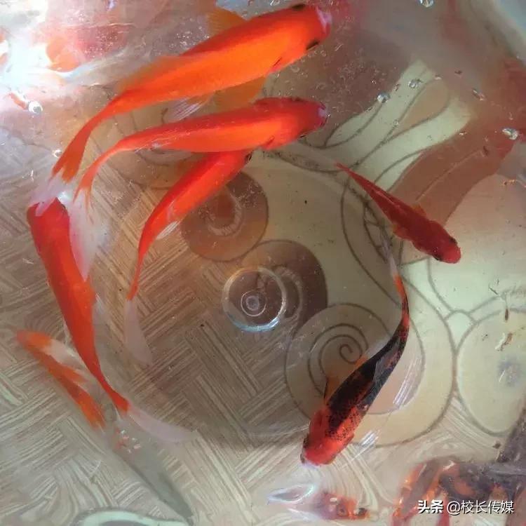 一位特岗教师在乡村的生活记录,一位特岗教师的真实生活