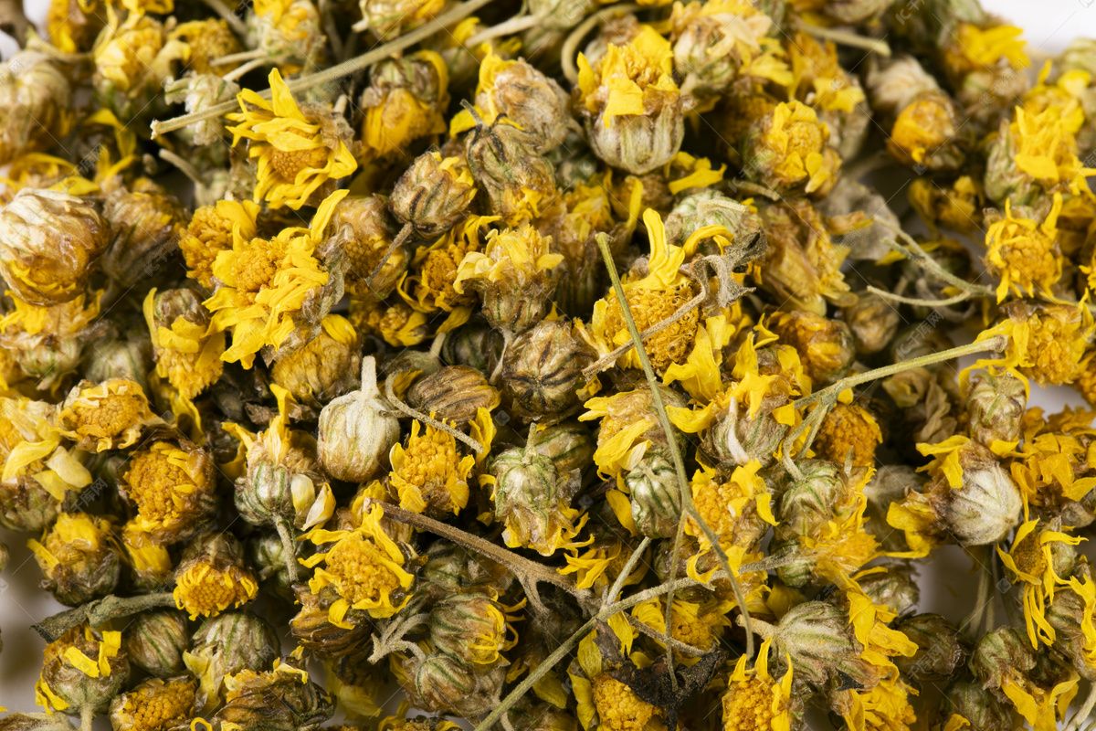 中药野菊花功用,每日中药