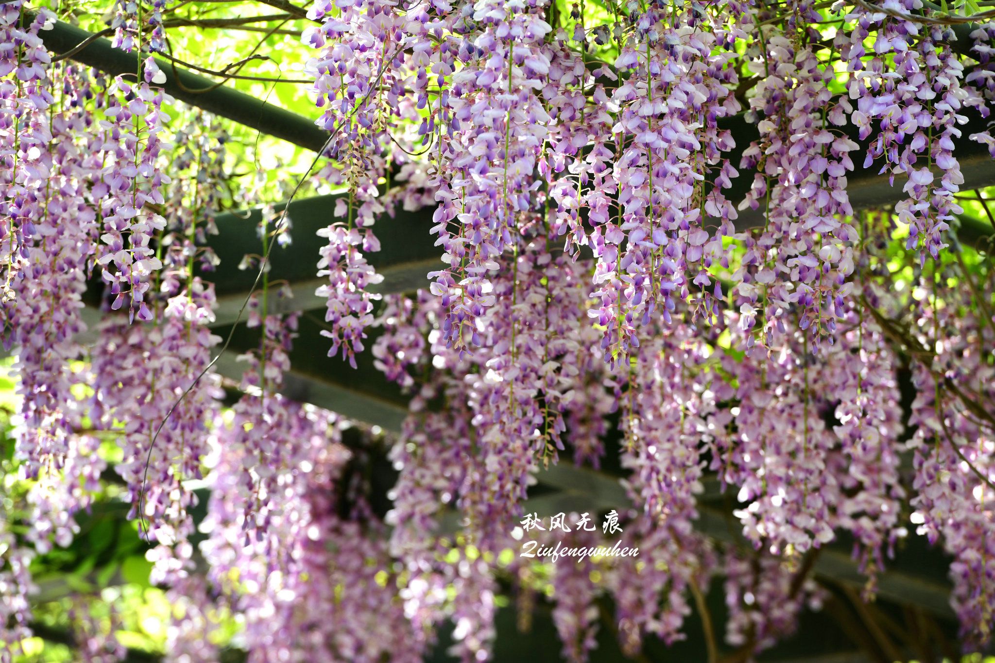 四月的春风西安,四月春风里的樱花