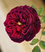 99棵月季,最值得入手的玫瑰月季