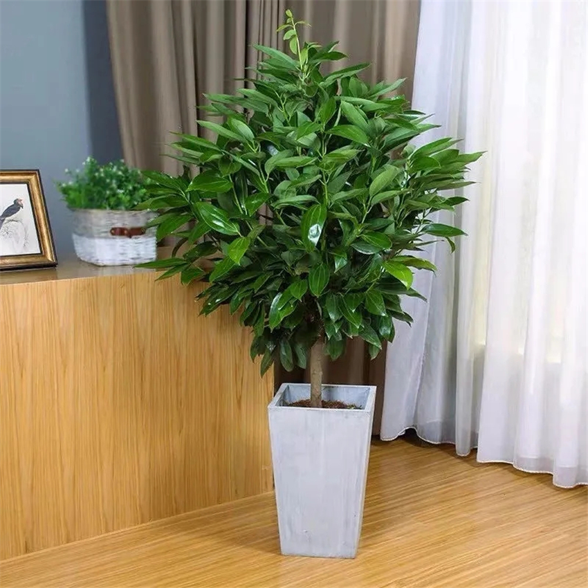 天然加湿器适合种什么绿植,空气加湿器种什么植物好