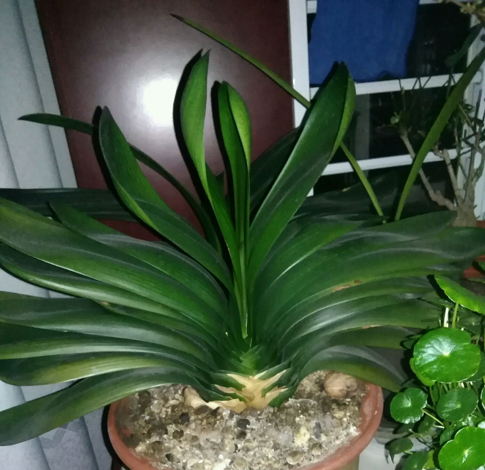 君子兰换盆后能浇营养液吗,君子兰换盆十天了能浇营养液吗