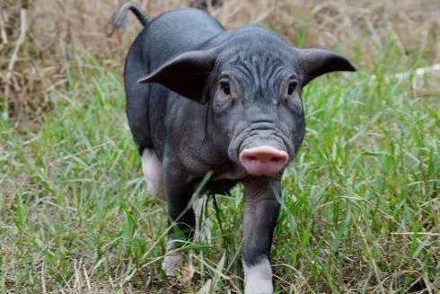 本土猪灭绝背后的故事,中国土猪要灭绝吗