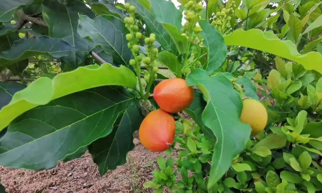 琼中秋之韵山水民宿,琼中蜜柚山庄民宿