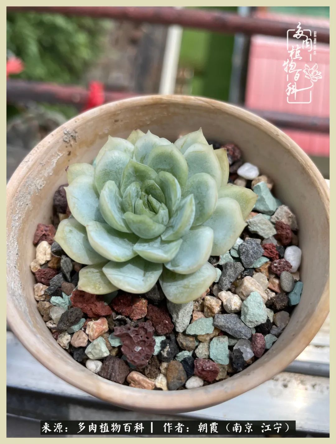 多肉最美的飘枝品种,多肉最美老桩