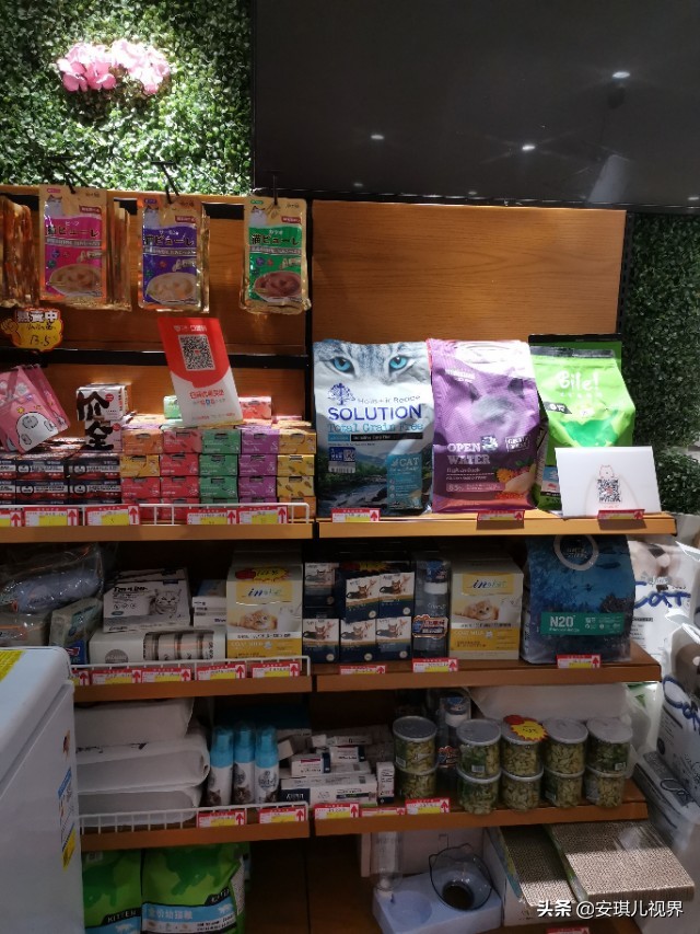 家有爱宠休闲式宠物店撸猫馆,宠物猫舍撸猫馆