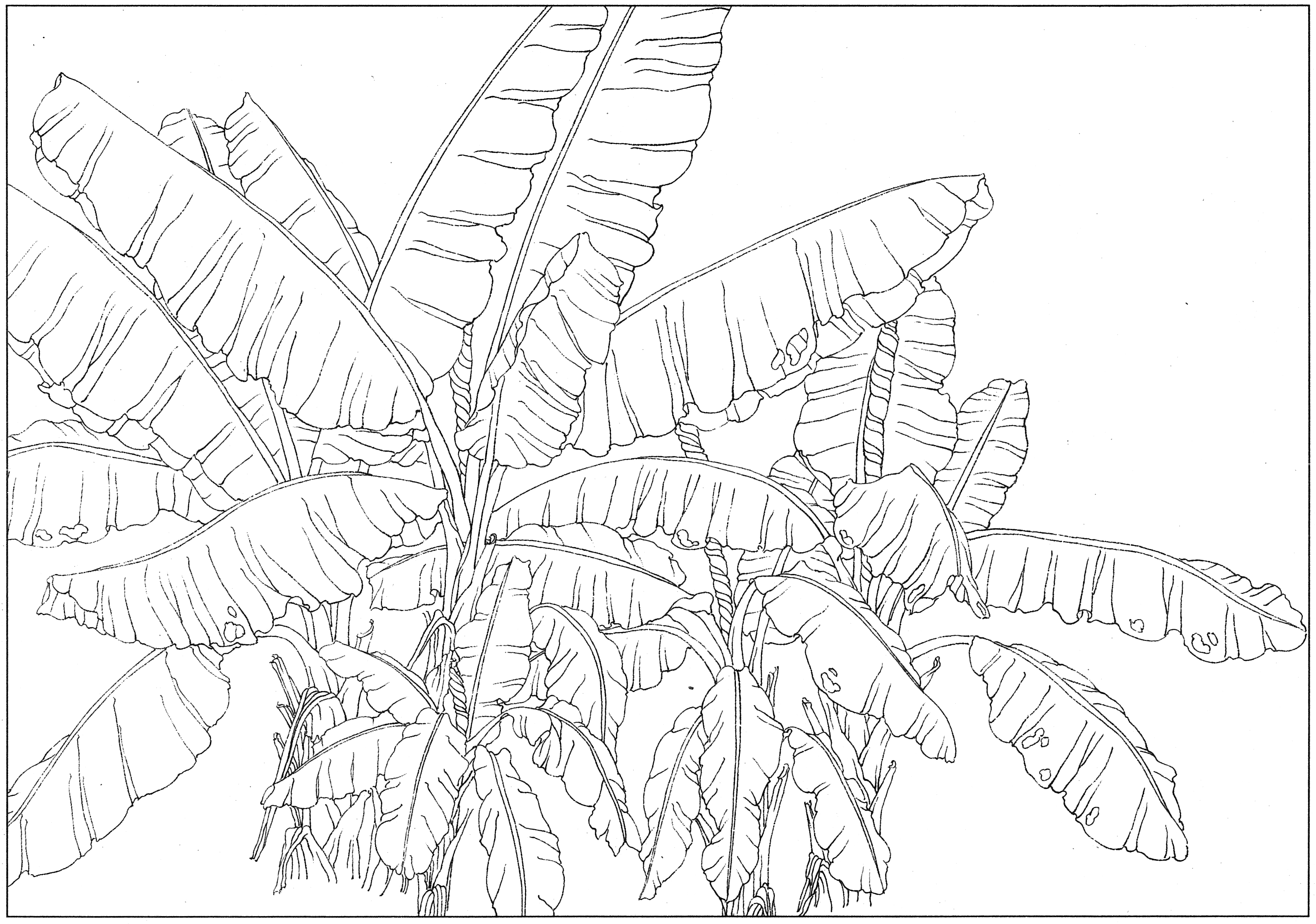 徐渭国画芭蕉作品,临摹徐渭墨梅芭蕉图