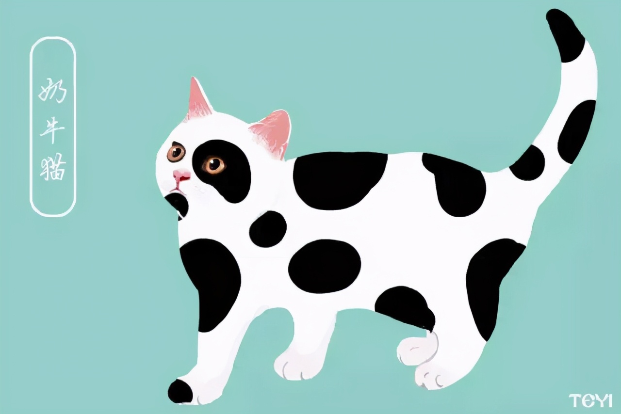 中华田园猫的品种介绍和图片大全,常见中华田园猫品种名称