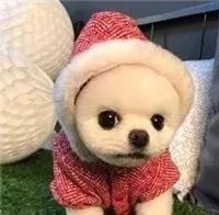 为什么王思聪可以找那么多女朋友,王思聪被问起找女友找什么样的