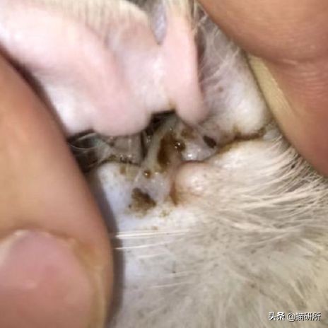 每天15分钟,医生手把手教你做17项猫咪全身检查