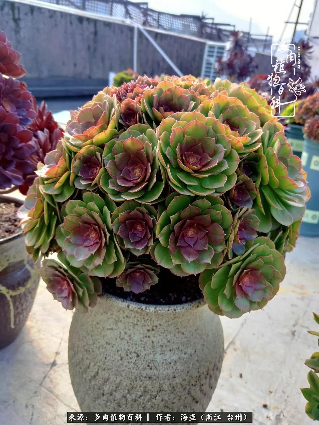 独爱玫瑰与法师！解密金老板和他的屋顶御花园