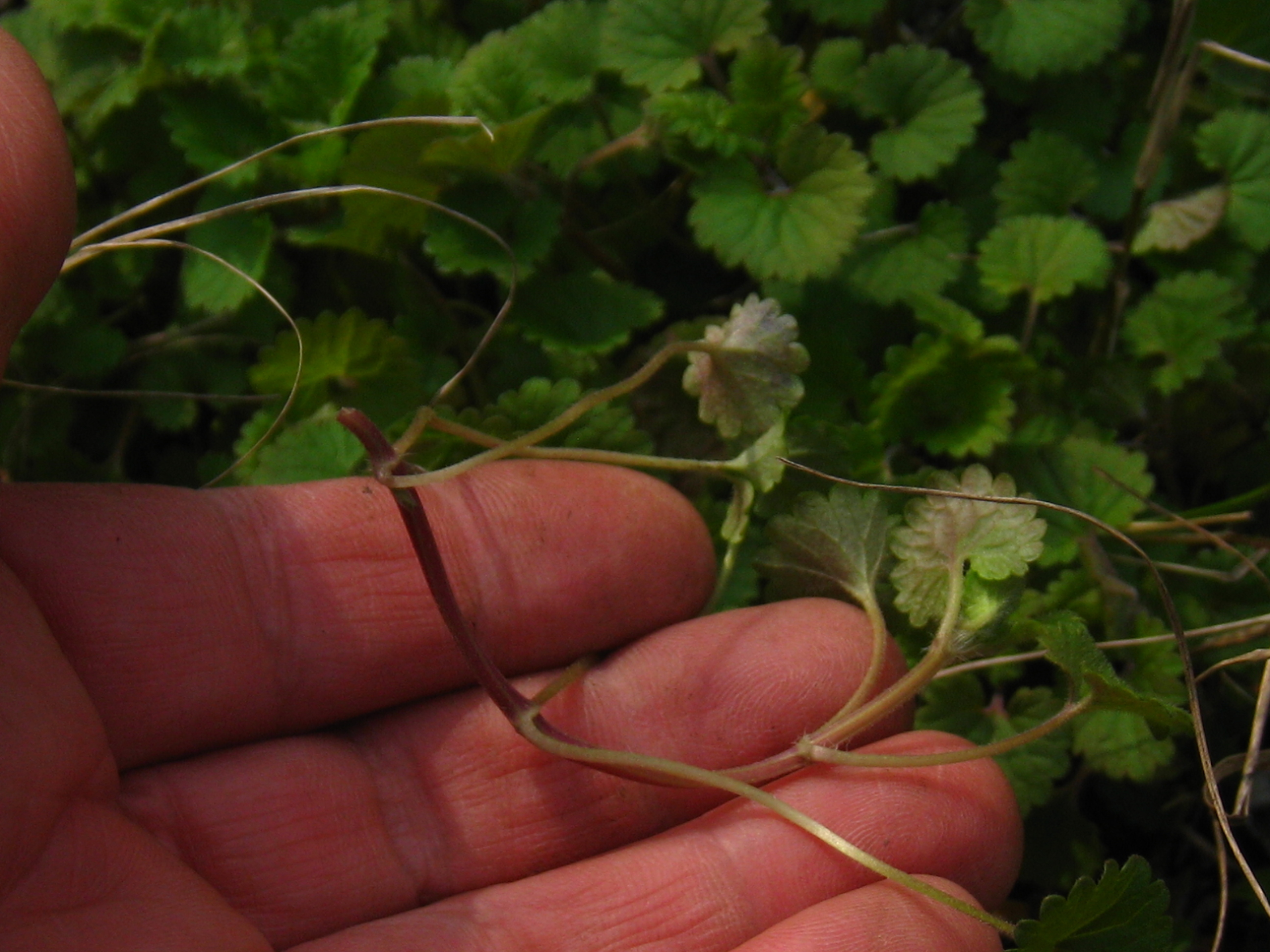 活血丹的讲解,武汉话120集