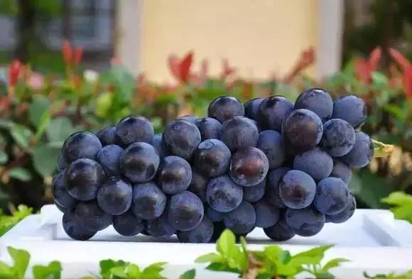 夏黑葡萄各个时间防哪些虫害,葡萄14种常见虫卵图解