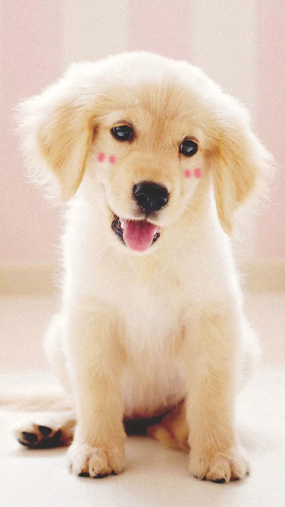 老虎壁纸超清4k手机壁纸iphone,iphone壁纸4k佛像壁纸