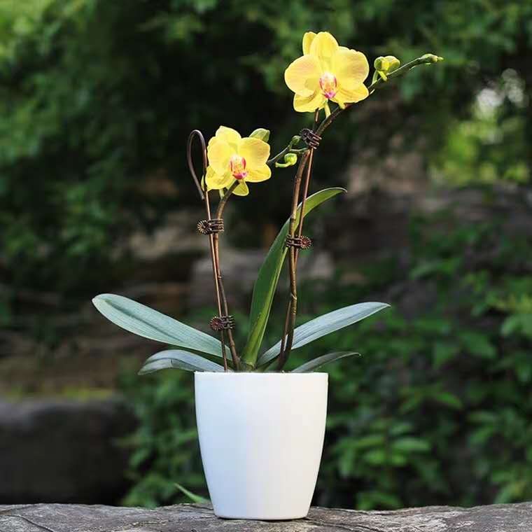 蝴蝶兰开花期间烂根,两棵蝴蝶兰的养殖方法