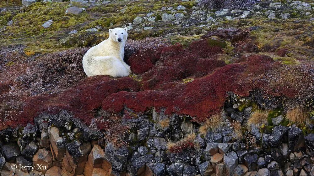 格陵兰的东海岸居然那么绚丽多彩,难怪特朗普想要买下来
