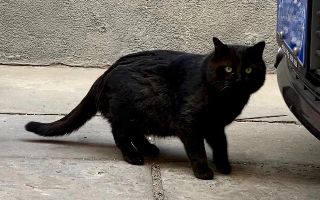 如何选到健康的猫咪,如何选到正规的猫