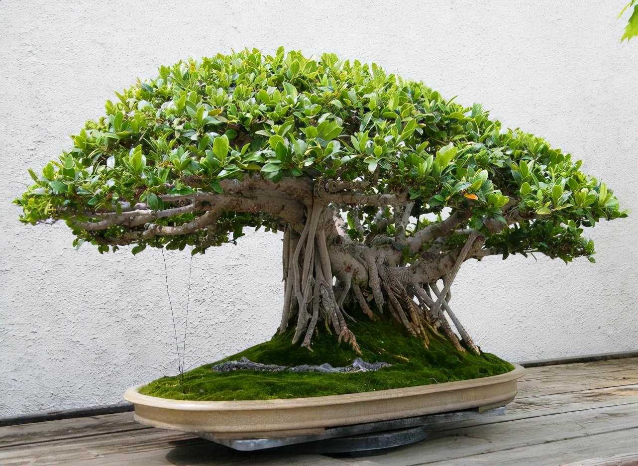 最适合懒人养的几种盆栽植物,十种最适合懒人盆栽植物