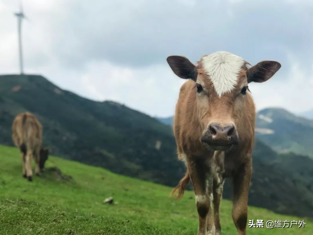 广东最美草原,藏在广东的八大草原