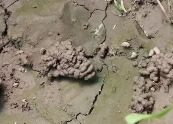 富贵竹越长越瘦,富贵竹越养越细