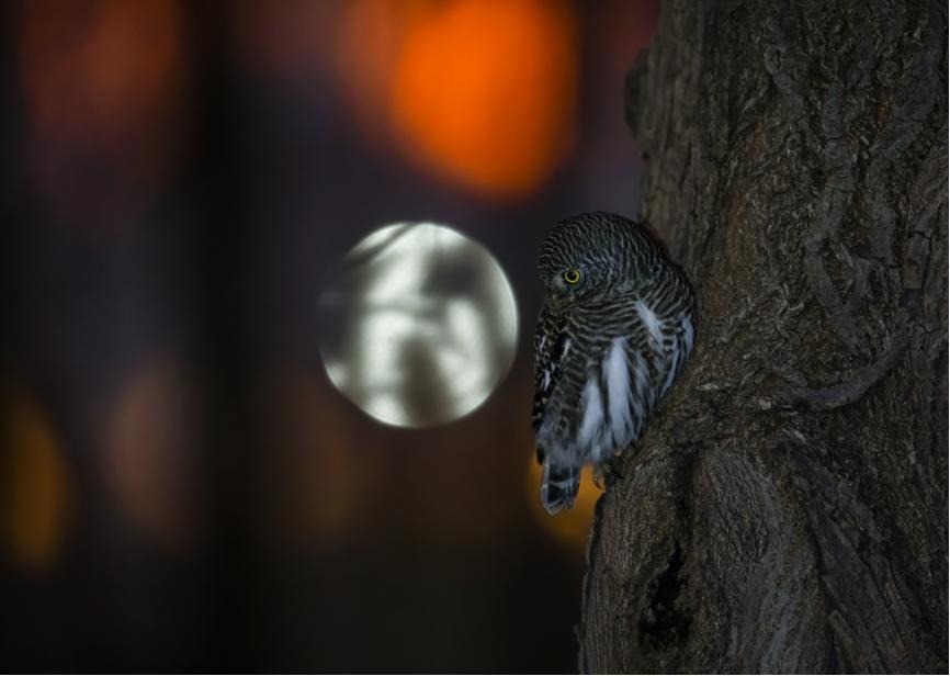 佳能拍鸟最佳镜头,佳能r5有鸟眼跟踪对焦吗