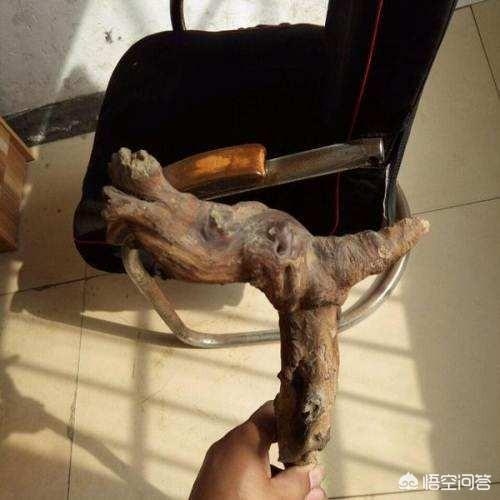 处理山枣木做的拐杖图片,山枣木做拐棍怎么样能变红