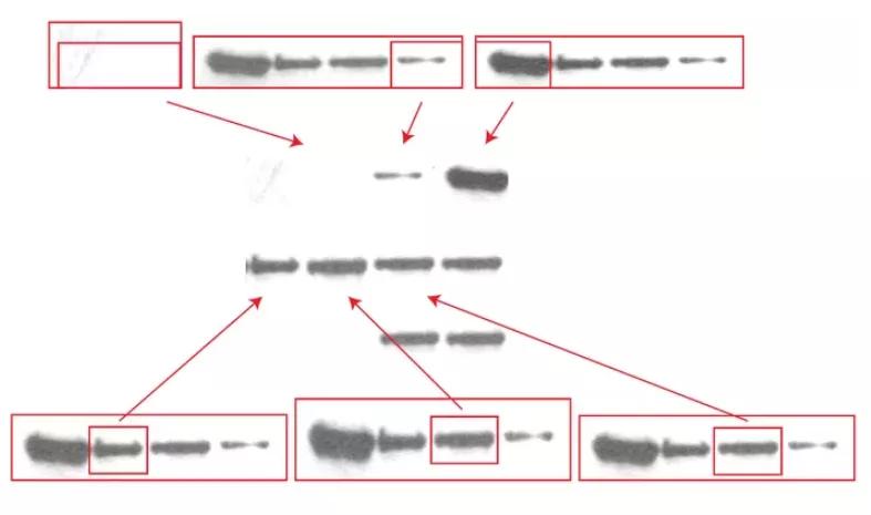 论文图片作假,论文撤稿是真的假的